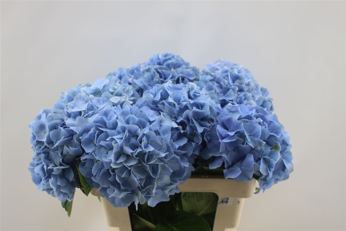 Hydrangea BLUE SELECT