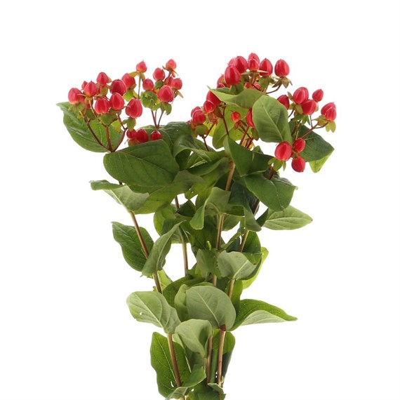 Hypericum Red