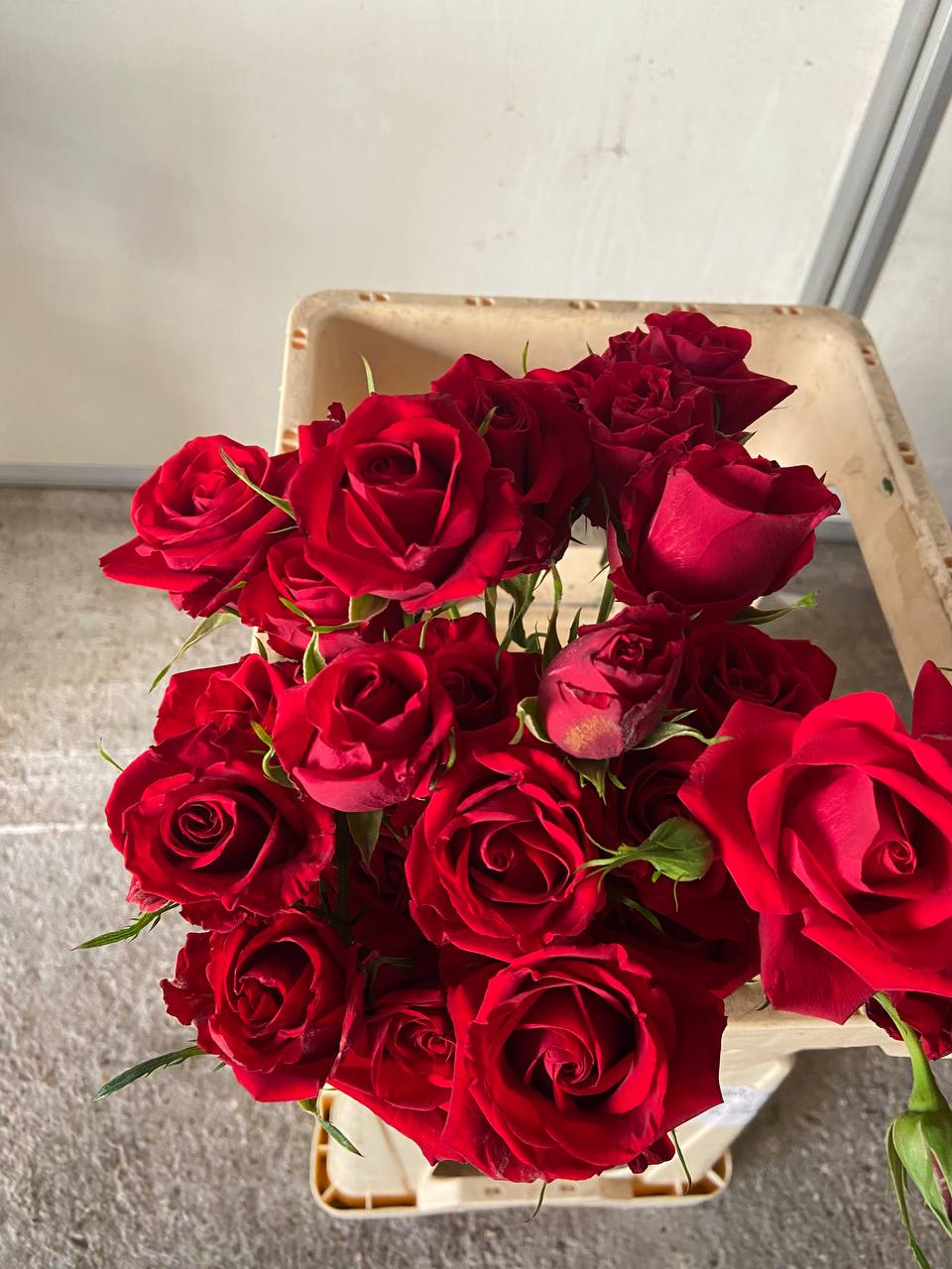 Red Spray Roses
