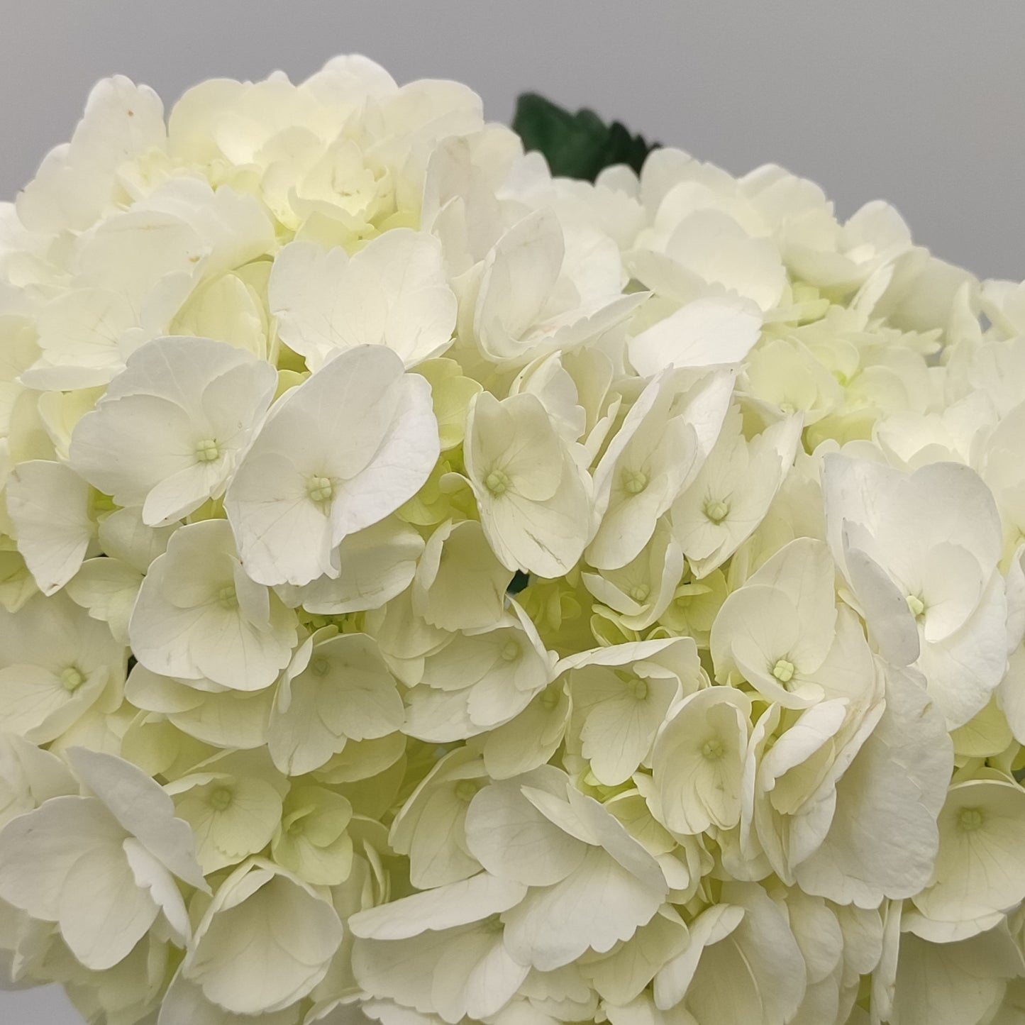 Hydrangea PREMIUM White