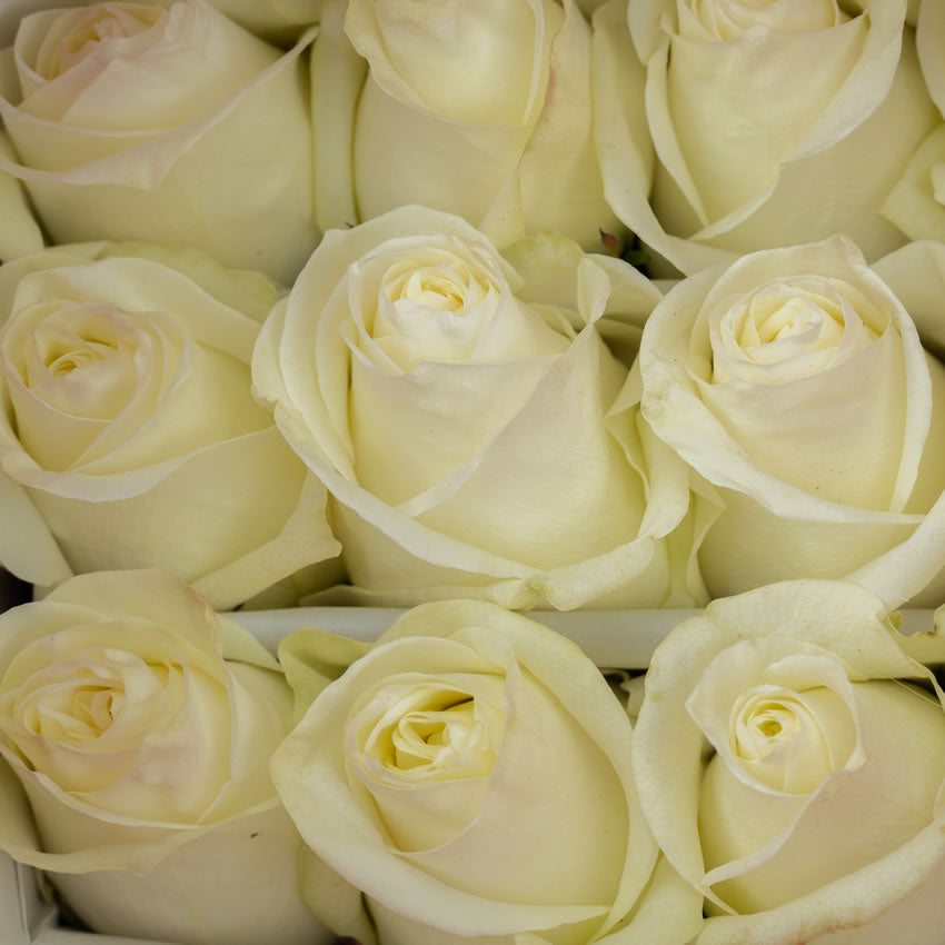 Roses Polar Star