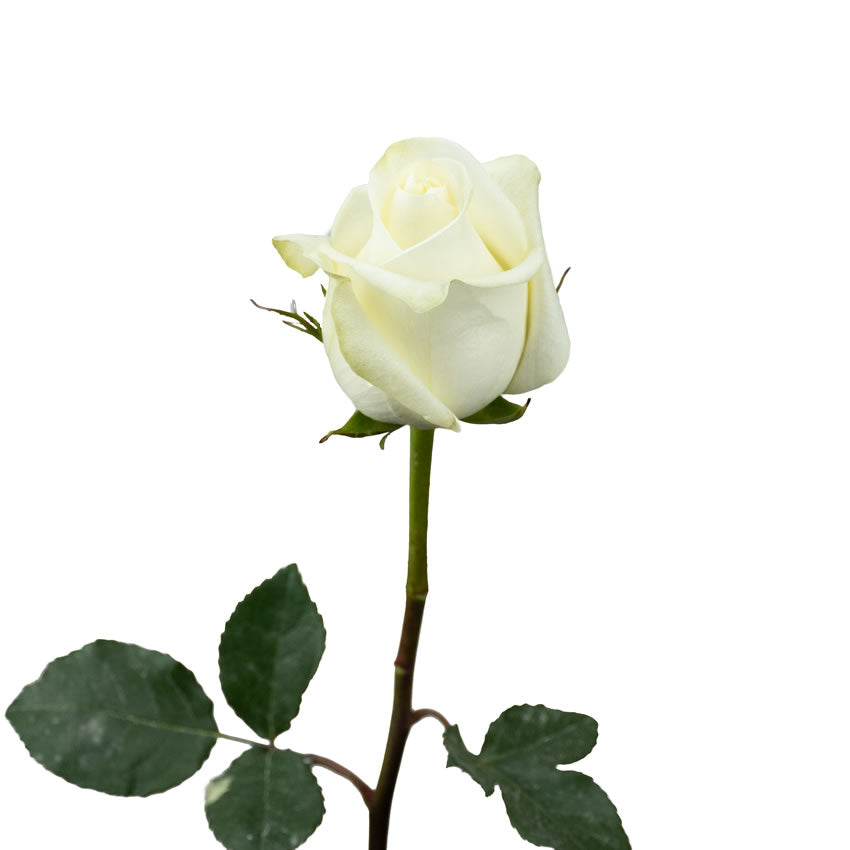 Roses Polar Star