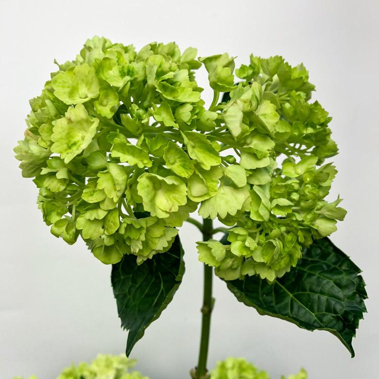 Hydrangea MINI GREEN