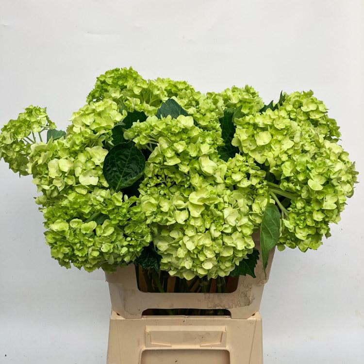 Hydrangea MINI GREEN