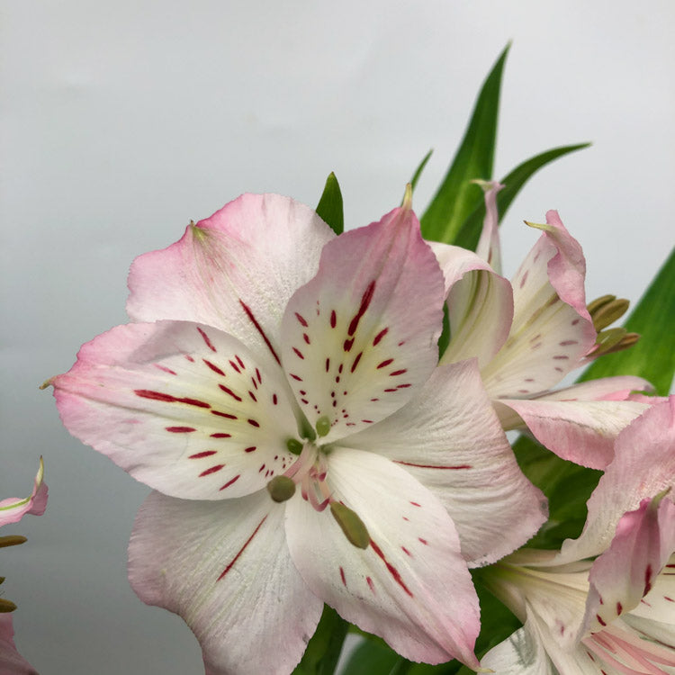 Alstroemeria DUBAI