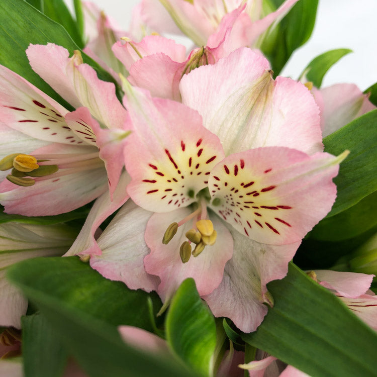 Alstroemeria DUBAI