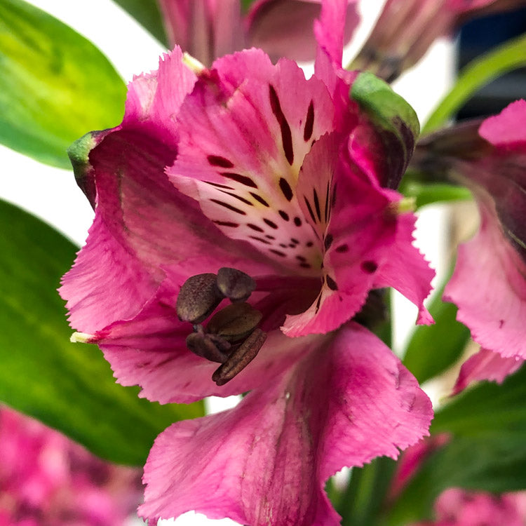 Alstroemeria NAPOLI