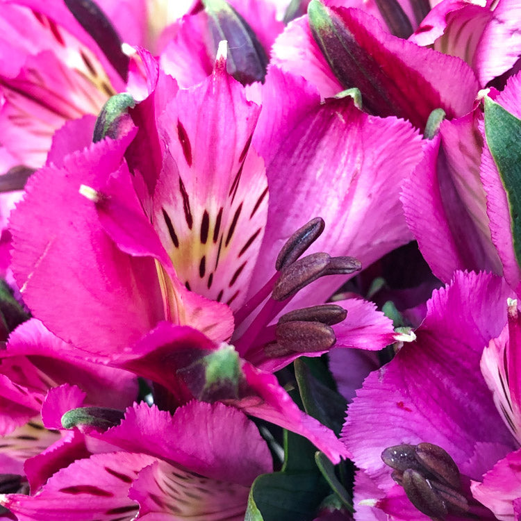 Alstroemeria NAPOLI