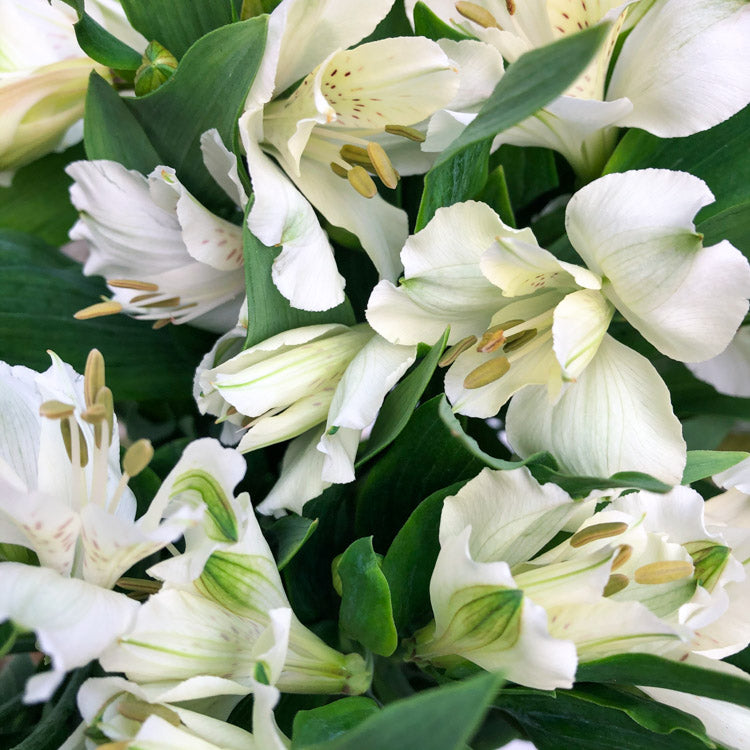 Alstroemeria HIMALAYA