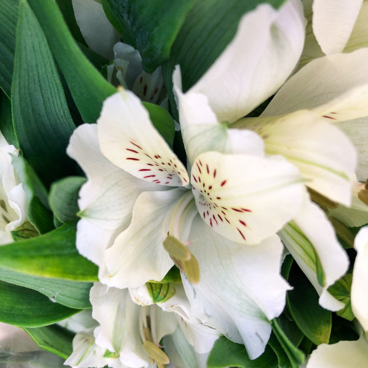 Alstroemeria HIMALAYA