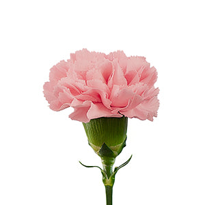 Carnation ILUSION