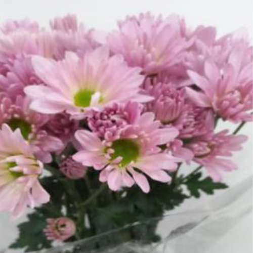 Spray Chrysanthemums PINK