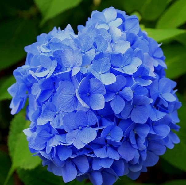 Hydrangea SHOCKING BLUE