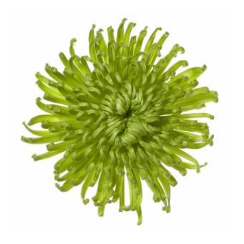 Chrysanthemums GREEN