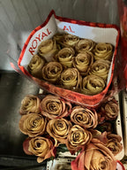 Ecuadorian ROSE