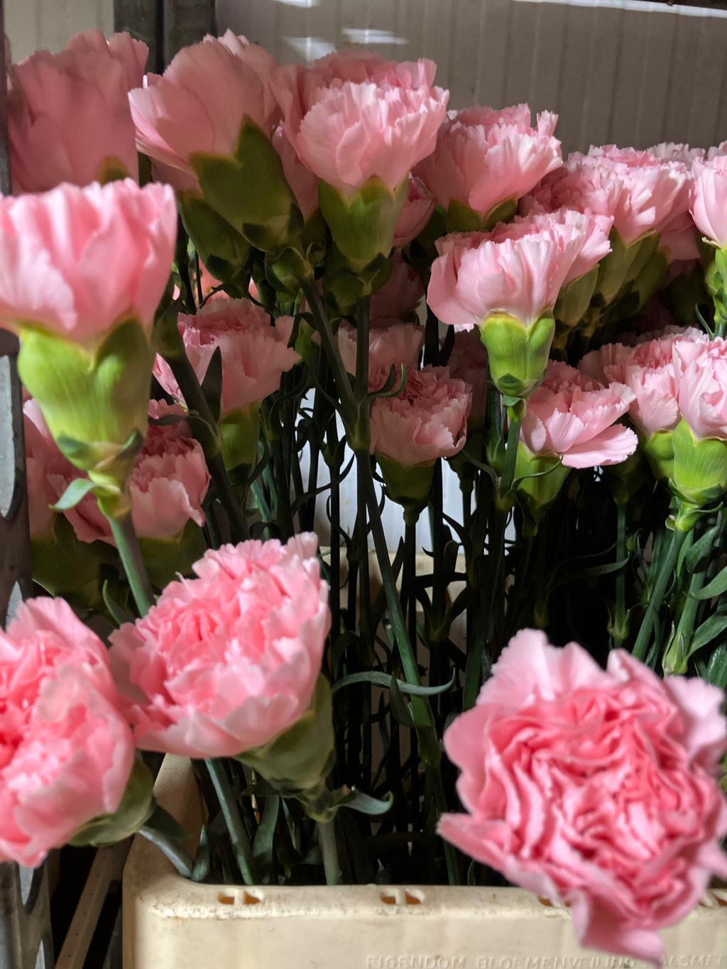 Carnation