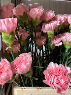 Carnation