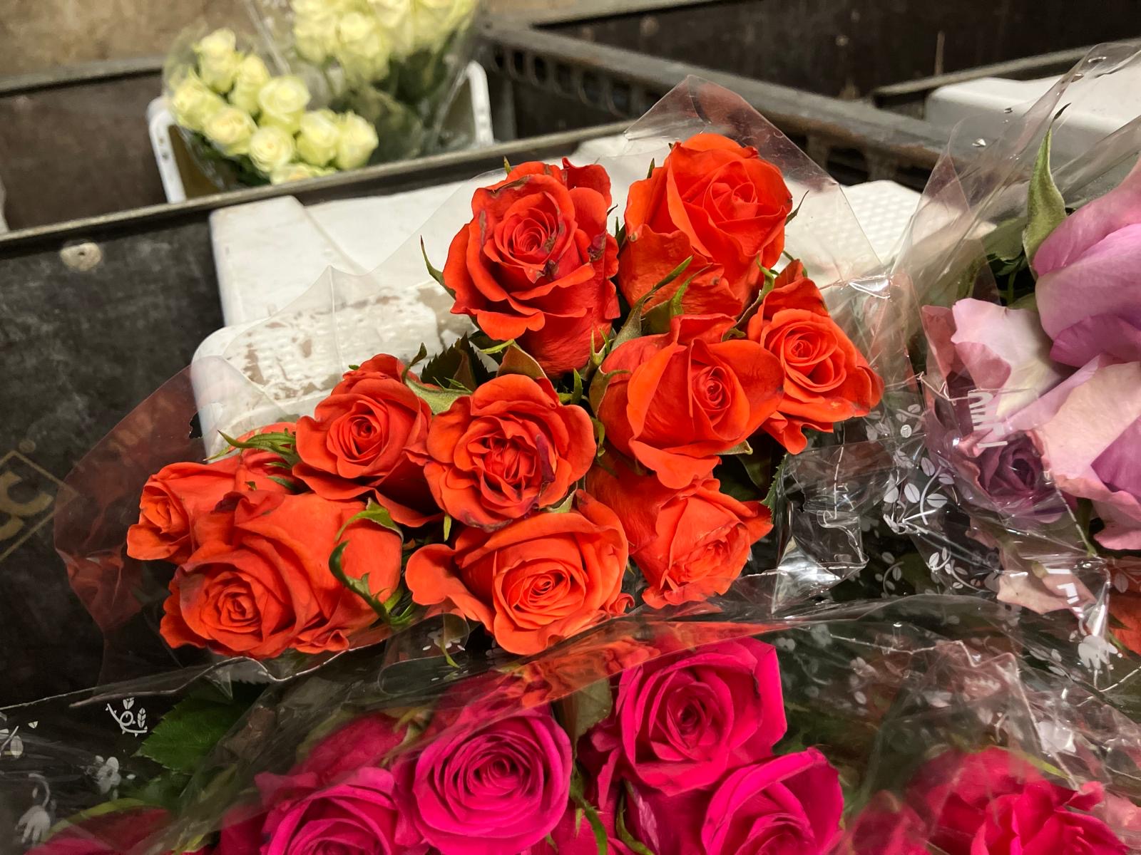 African roses - MIX (light-dark pink, two tones, orange)