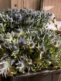 Eryngium
