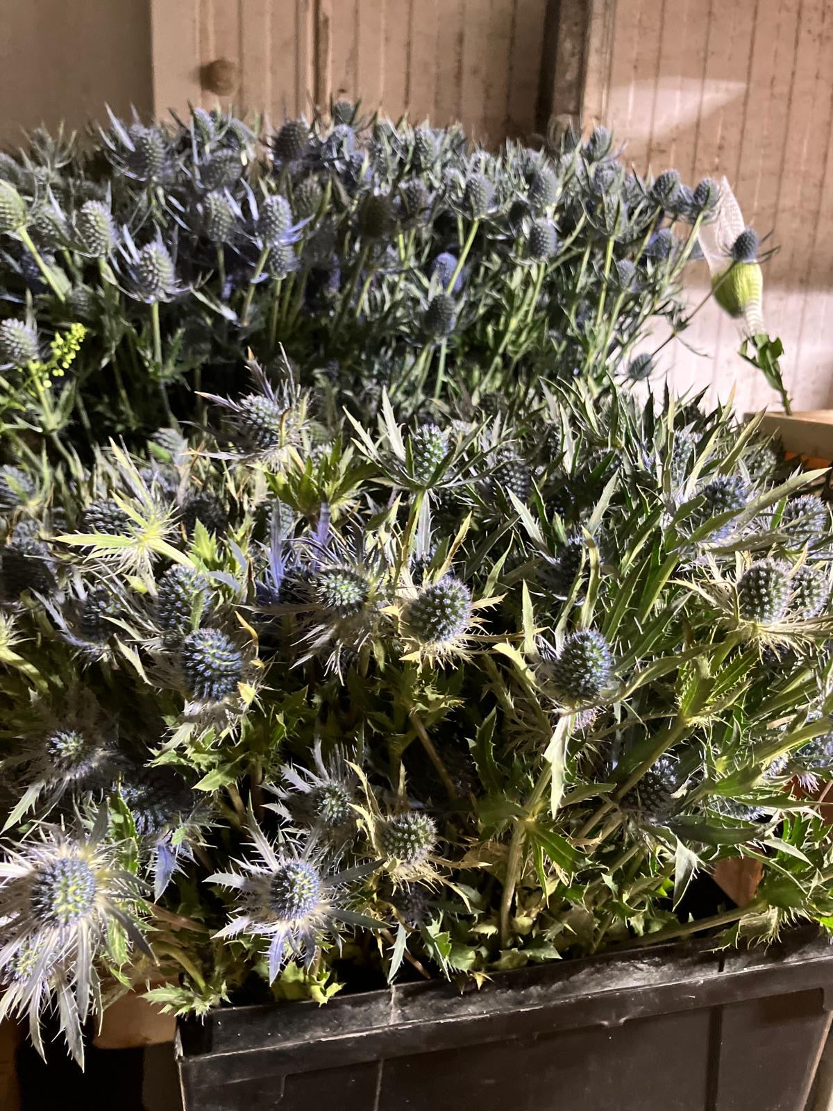 Eryngium