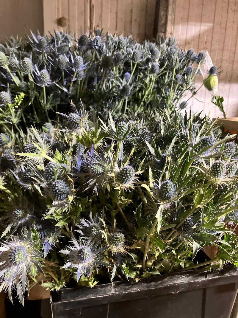 Eryngium