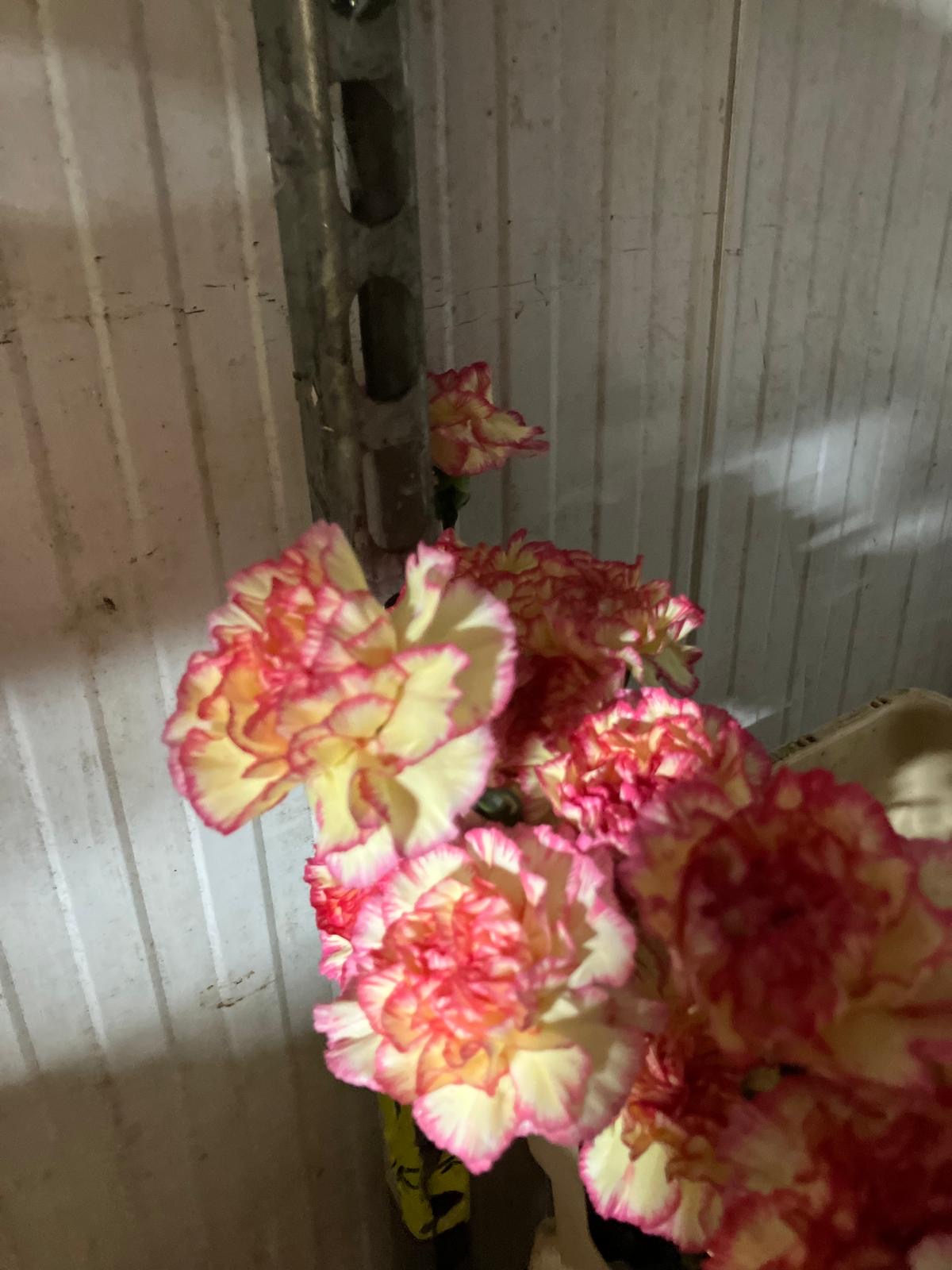 Carnation