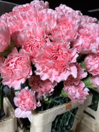 Carnation