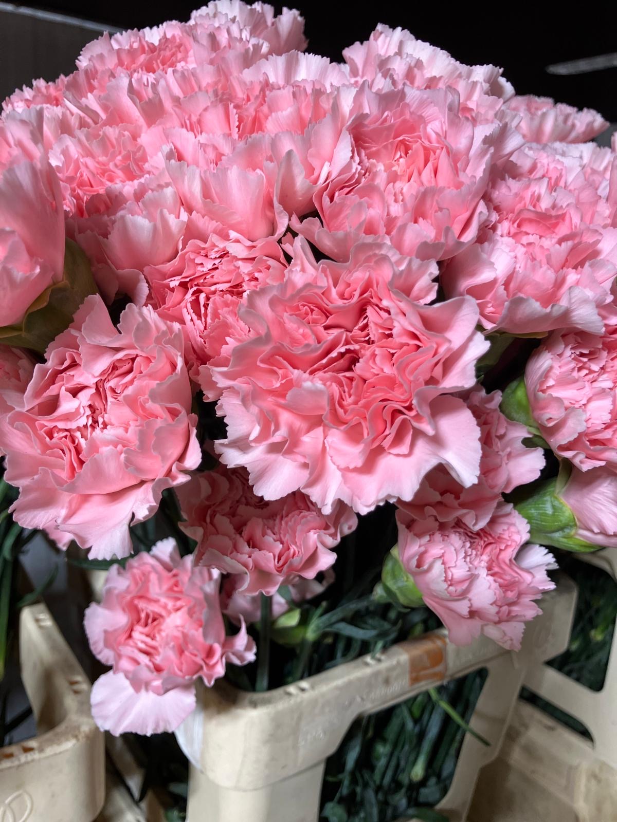 Carnation