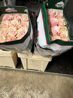 Ecuadorian ROSE