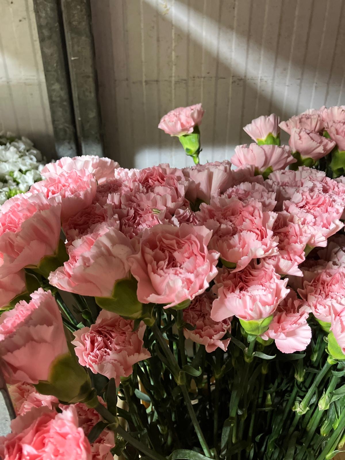 Carnation