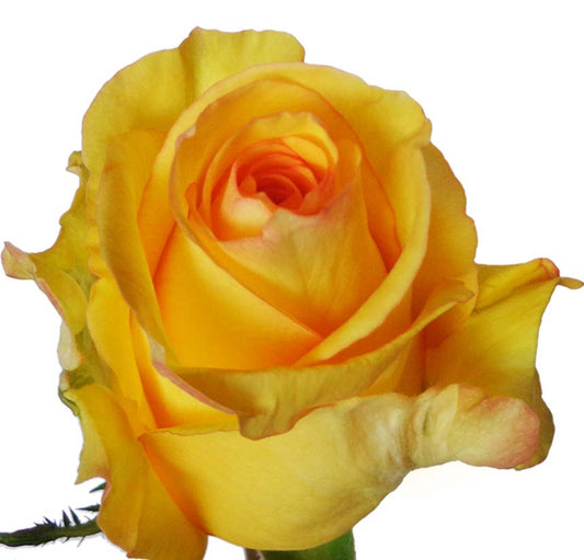 Roses Deja Vu