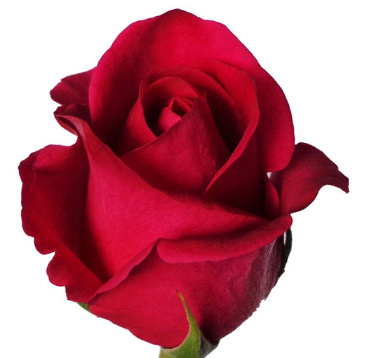 Roses Pink Floyd