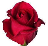 Roses Pink Floyd