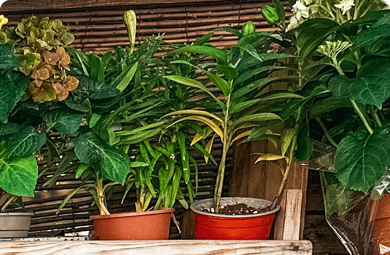 Wholesale Plants