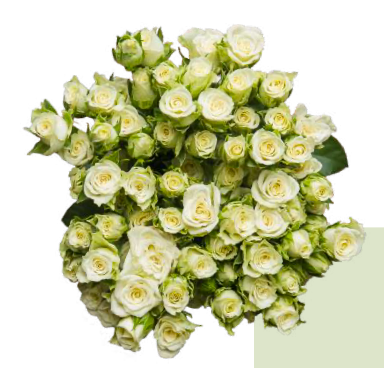 Spray Roses  Snowflake