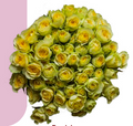 Spray Roses Bandolero