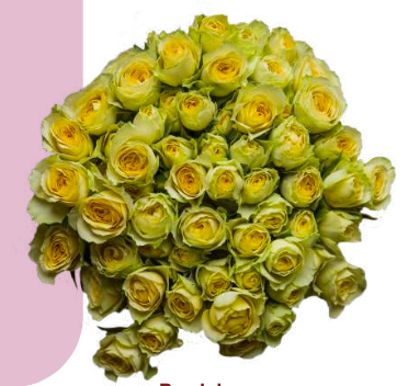 Spray Roses Bandolero