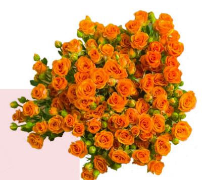 Spray Roses Smashing Orange