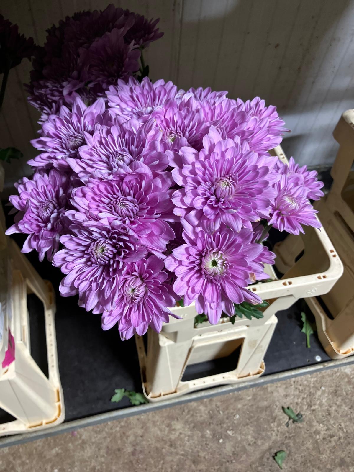 Chrysanthemum