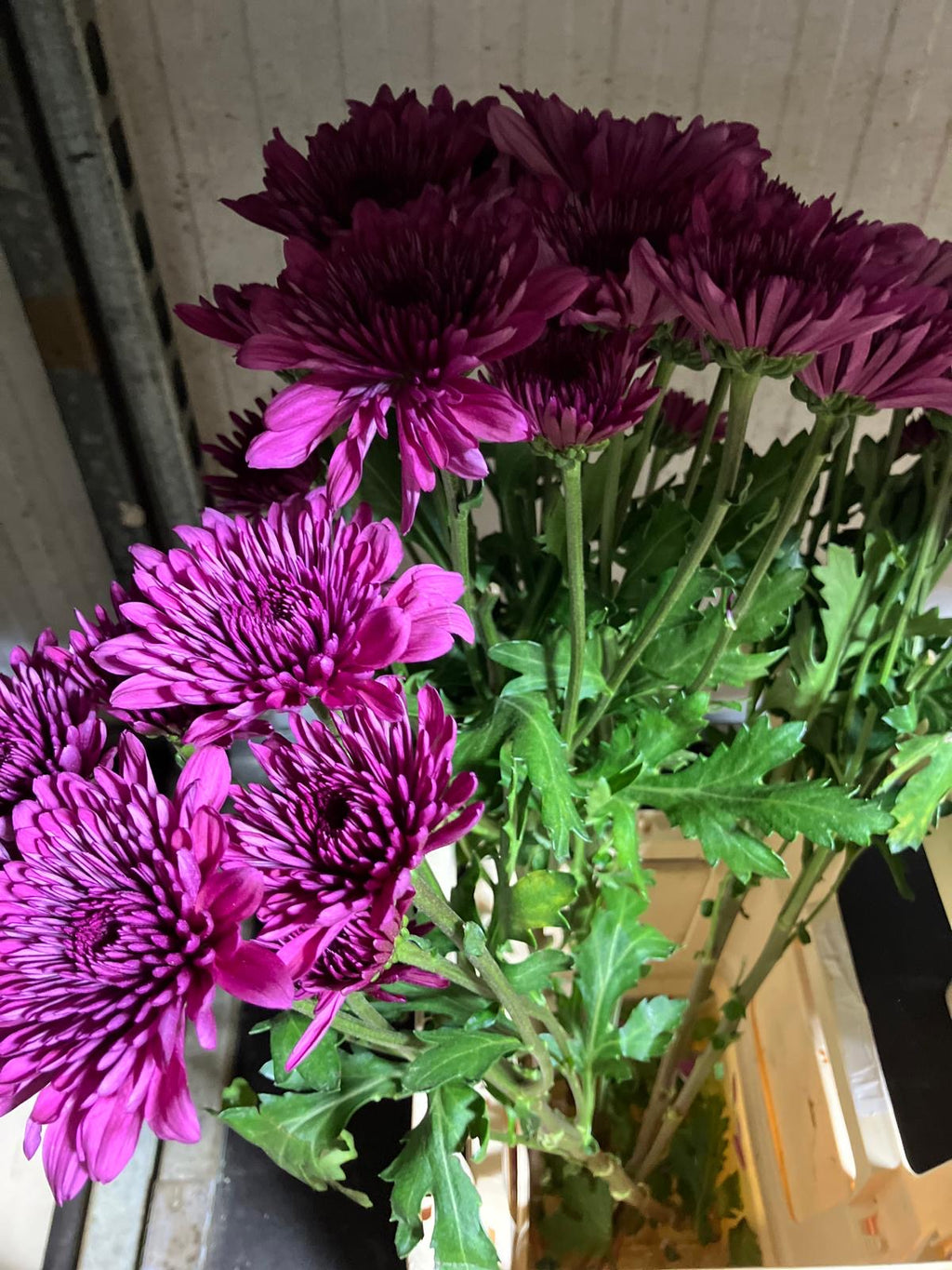 Chrysanthemum
