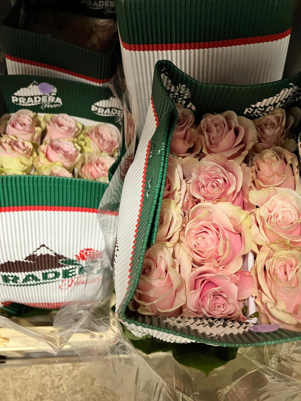 Ecuadorian ROSE