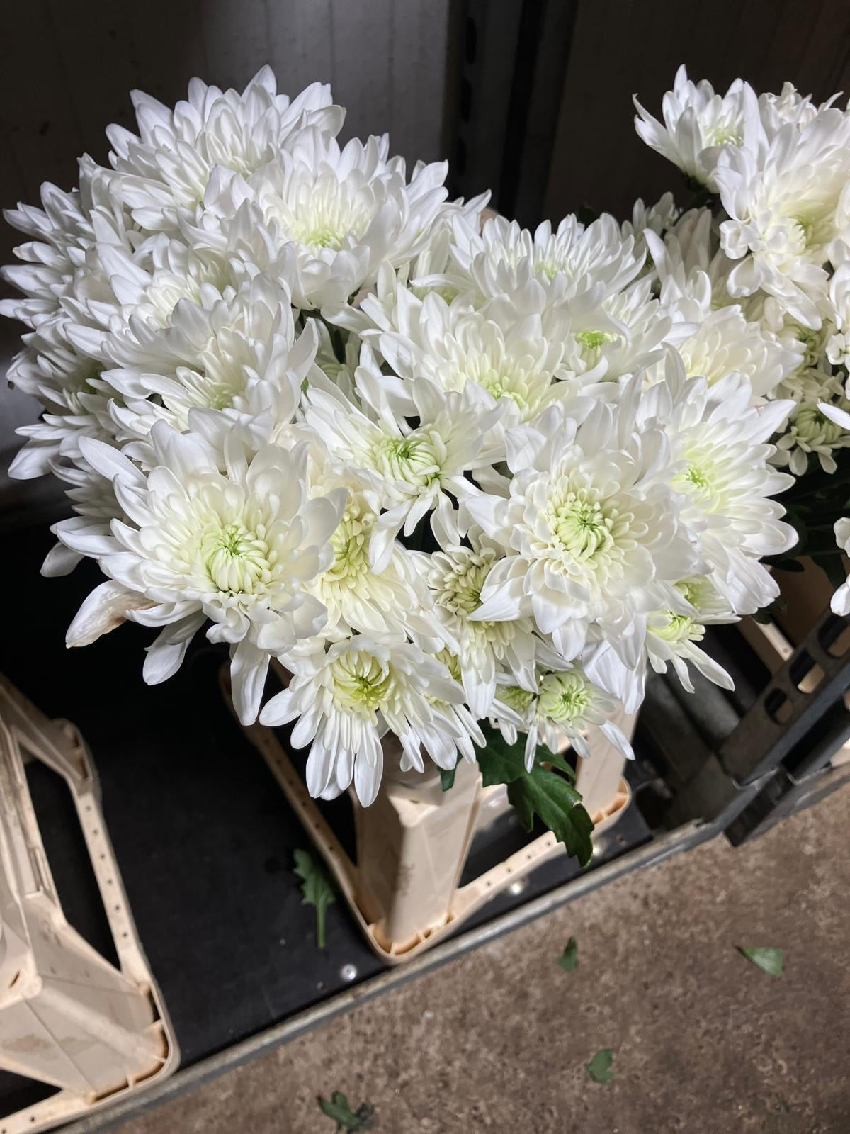Chrysanthemum