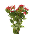 Hypericum Red