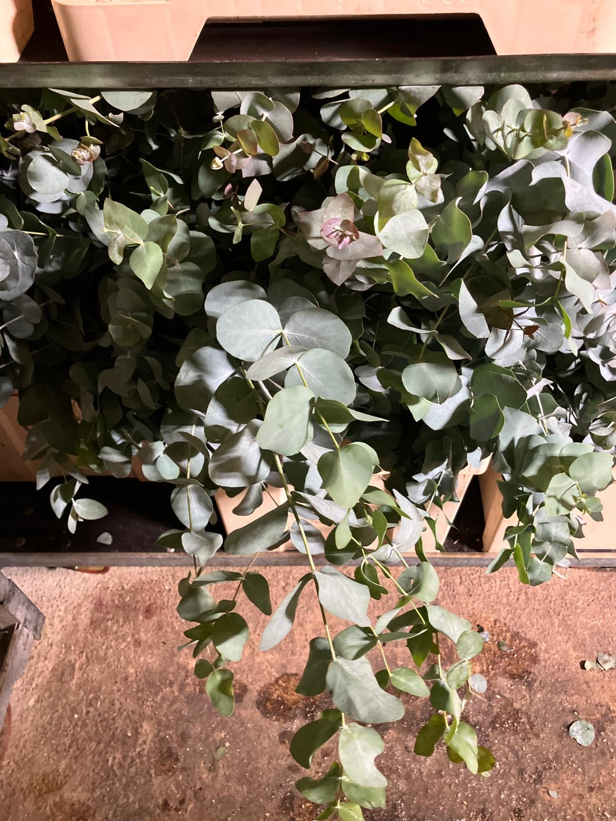 Eucalyptus