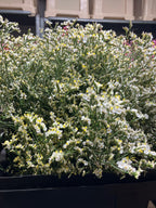 Limonium