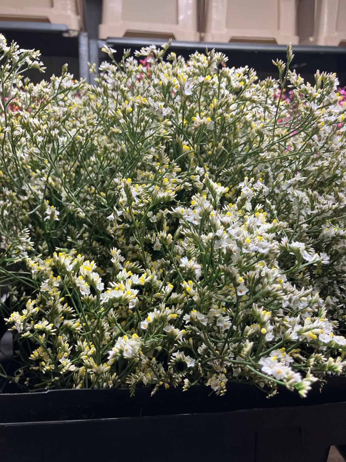 Limonium