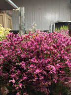 Limonium