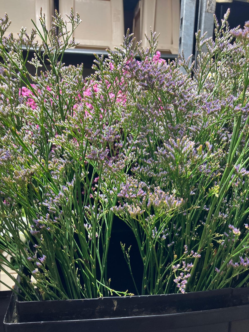 Limonium