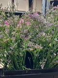 Limonium