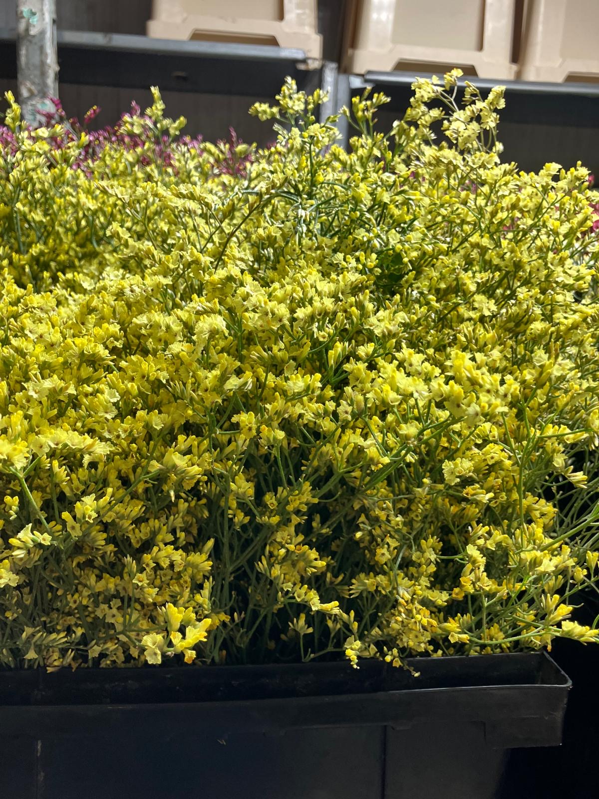 Limonium